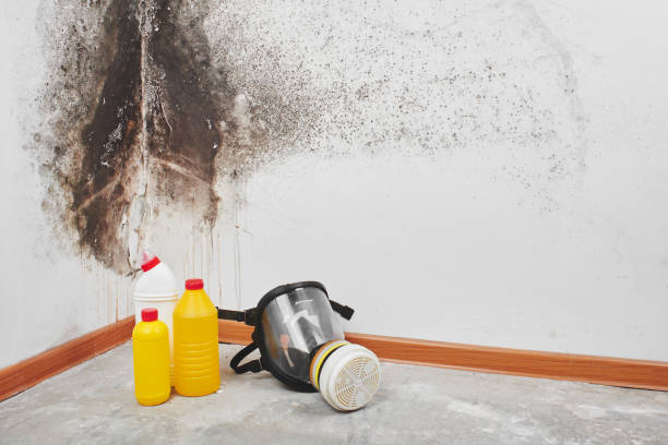 Best Residential Mold Removal  in Owings Mills, MD