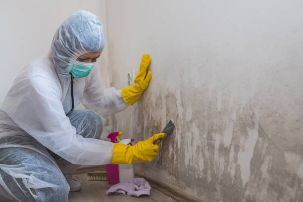 Best Office Mold Removal Services  in Owings Mills, MD