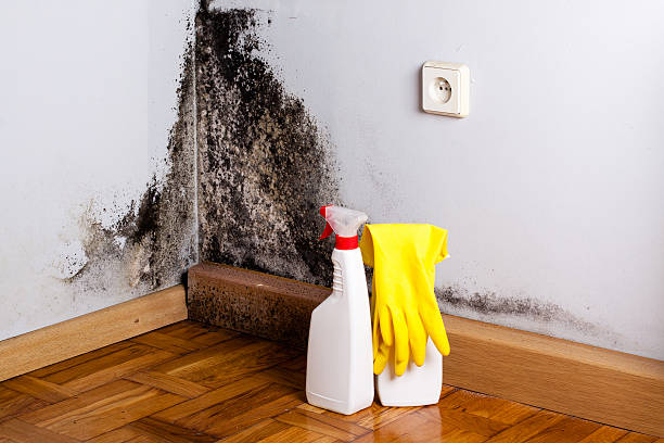 Best Mold Remediation  in Owings Mills, MD